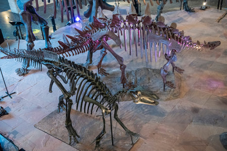 a Dinosaur Skeleton inside the Sirindhorn Museum or Phu Kum Khao Fossil Excavation site at the Town...