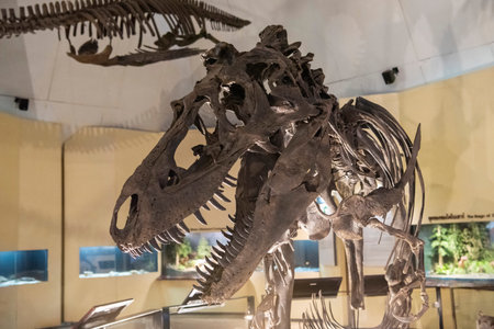 a Dinosaur Skeleton inside the Sirindhorn Museum or Phu Kum Khao Fossil Excavation site at the Town of Sahatsakhan near the City of Kalasin in the Province of Kalasin in Thailand. Thailand, Kalasin, December, 2024のeditorial素材