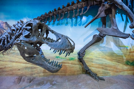 a Dinosaur Skeleton inside the Sirindhorn Museum or Phu Kum Khao Fossil Excavation site at the Town of Sahatsakhan near the City of Kalasin in the Province of Kalasin in Thailand. Thailand, Kalasin, December, 2024のeditorial素材