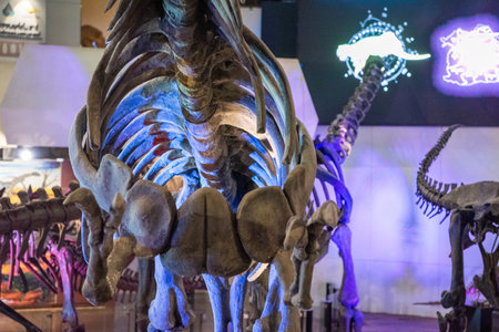 a Dinosaur Skeleton inside the Sirindhorn Museum or Phu Kum Khao Fossil Excavation site at the Town of Sahatsakhan near the City of Kalasin in the Province of Kalasin in Thailand. Thailand, Kalasin, December, 2024のeditorial素材