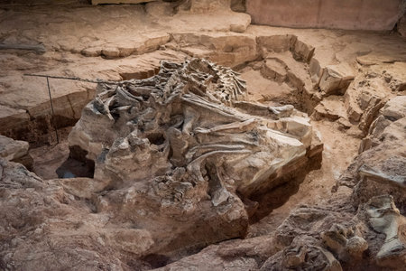 original Fossil Dinosaur Skeleton parts at the Phu Kum Khao Fossil Excavation site near the Sirindhorn Museum at the Town of Sahatsakhan near the City of Kalasin in the Province of Kalasin in Thailand. Thailand, Kalasin, December, 2024のeditorial素材