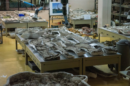 original Fossil Dinosaur Skeleton parts at the Laboratory in the Sirindhorn Museum near the Phu Kum...