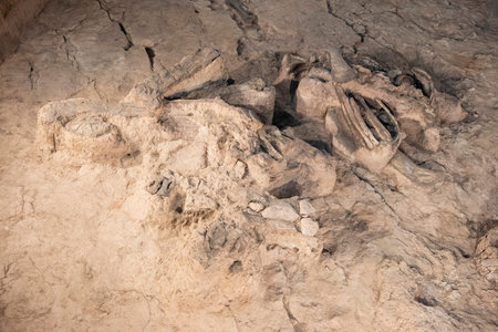 original Fossil Dinosaur Skeleton parts at the Phu Kum Khao Fossil Excavation site near the Sirindhorn Museum at the Town of Sahatsakhan near the City of Kalasin in the Province of Kalasin in Thailand. Thailand, Kalasin, December, 2024のeditorial素材