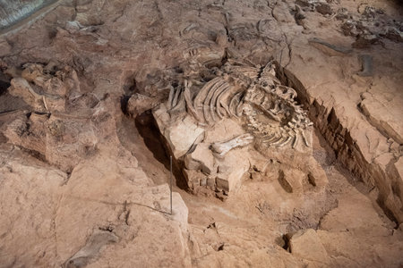 original Fossil Dinosaur Skeleton parts at the Phu Kum Khao Fossil Excavation site near the...