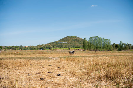 the landscape of the Phu Kum Khao Mountain and Dinosaur Fossil Excavation site near the Sirindhorn Museum at the Town of Sahatsakhan near the City of Kalasin in the Province of Kalasin in Thailand. Thailand, Kalasin, December, 2024のeditorial素材