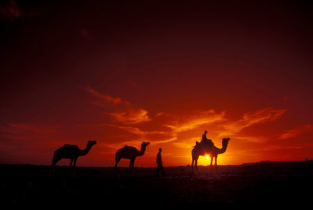 a Farmer with his Camel at a sunset in the Thar Desert near the Town of Jaisalmer in the Province of Rajasthan in India. India, Jaisalmer, January, 1998のeditorial素材