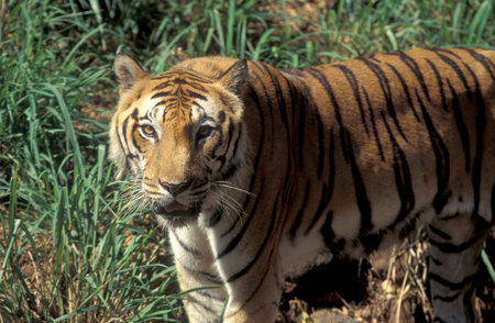 a Bengal Tiger at the Mysore Zoo in the city of Mysore in the Province of Karnataka in India. India, Mysore, March, 1998のeditorial素材