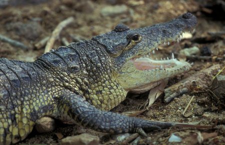 an Indian Crocodile at the Mysore Zoo in the city of Mysore in the Province of Karnataka in India. India, Mysore, March, 1998のeditorial素材