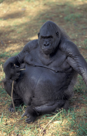 a Gorilla Monkey at the Mysore Zoo in the city of Mysore in the Province of Karnataka in India....