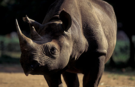 a rhino at the Mysore Zoo in the city of Mysore in the Province of Karnataka in India. India,...