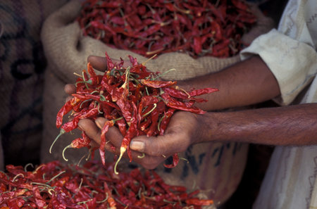 red chili at a food market in the city of Mysore in the Province of Karnataka in India. India,...