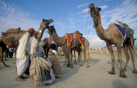 a camel herder at the Bikaner Camel Festival in the Town of Bikaner in the Province of Rajasthan in...