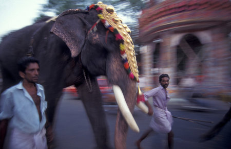 Farmers with their Elephants at the traditional Pooram or Elephant Festival and Temple Festival in the city of Thrissur or Trichur in the Province Kerala in India. India, Thrissur, April, 1998のeditorial素材
