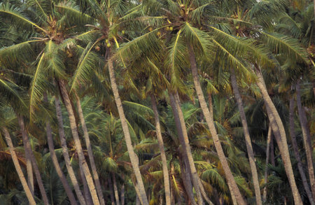 a palm tree at a Canal in the Lagoons and Backwater at the Coast near the city of Kochi or Cochin in...