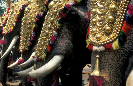 Farmers with their Elephants at the traditional Pooram or Elephant Festival and Temple Festival in...
