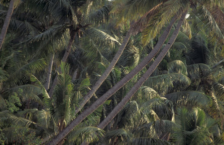 a palm tree at a Canal in the Lagoons and Backwater at the Coast near the city of Kochi or Cochin in the Province Kerala in India. India, Cochin, April, 1998のeditorial素材