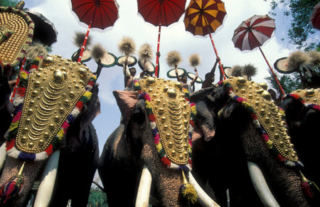 Farmers with their Elephants at the traditional Pooram or Elephant Festival and Temple Festival in...