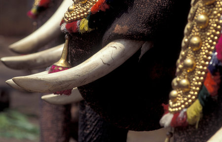 Farmers with their Elephants at the traditional Pooram or Elephant Festival and Temple Festival in...