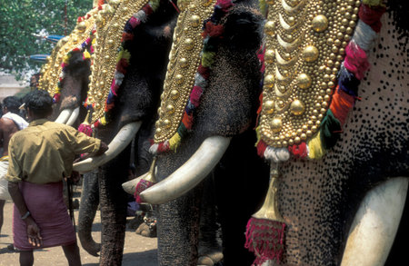 Farmers with their Elephants at the traditional Pooram or Elephant Festival and Temple Festival in...