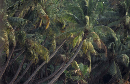 a palm tree at a Canal in the Lagoons and Backwater at the Coast near the city of Kochi or Cochin in...