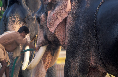 Farmers take care of their elephants at the traditional Pooram or Elephant Festival and Temple...