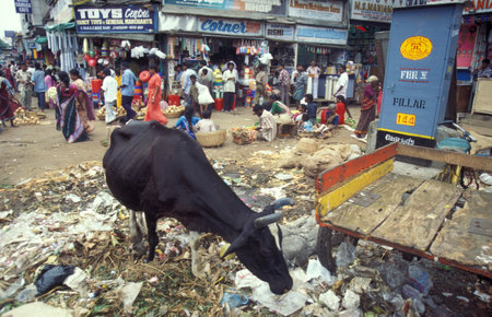 a holi cow at a street market and alley in the city of Chennai in Tamil Nadu Province in India. India, Chennai, April, 1998のeditorial素材