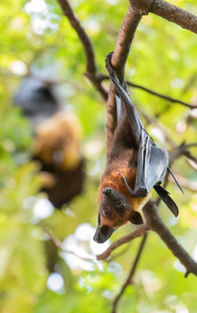 Wild Bats in the Park at Wat Pho Bang Khla near city Mueang Chachoengsao City in Province of...