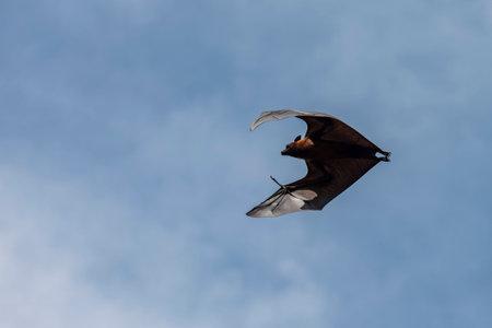 Wild Bats in the Park at Wat Pho Bang Khla near city Mueang Chachoengsao City in Province of Chachoengsao in Thailand. Thailand, Chachoengsao, November, 4, 2023のeditorial素材