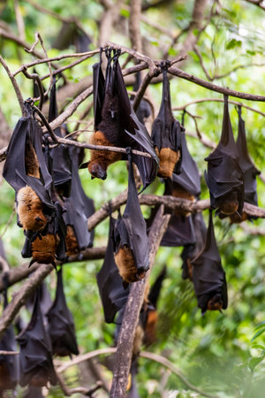 Wild Bats in the Park at Wat Pho Bang Khla near city Mueang Chachoengsao City in Province of...