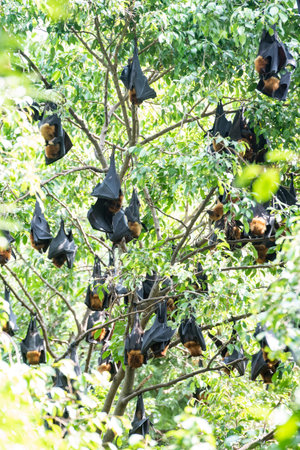 Wild Bats in the Park at Wat Pho Bang Khla near city Mueang Chachoengsao City in Province of...