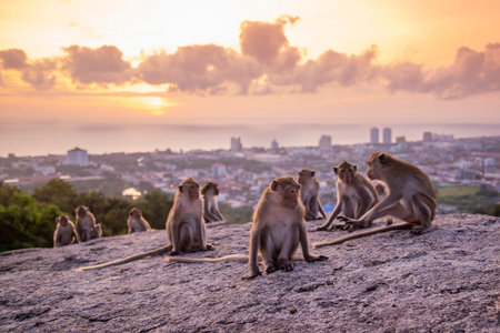 Wild macaques monkeys at Khao Hin Lek Fai Viewpoint of the City of Hua Hin in the Province of...