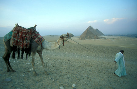 a Bedouin men with a camel in front of pyramids of Giza near the city of Cairo at the capital of...
