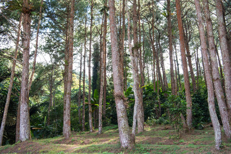 Forest at Watershed Research Station at Khun Sathan National Park in the Province of Nan in North...