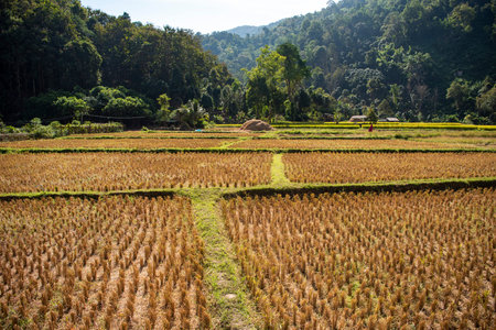 Ricefield at Wat Na Khu Ha of Ban Nakhuha Village near City of Phrae and Province of Phrae in North Thailand. Thailand, Phrae, November, 24, 2024.のeditorial素材