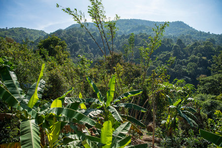 Landscape near Ban Nakhuha Village near City of Phrae and Province of Phrae in North Thailand. Thailand, Phrae, November, 24, 2024.のeditorial素材