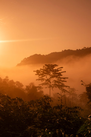 morning fog at Ban Yot Doi Pass near Ban Bo Kluea in Province of Nan in North Thailand. Thailand, Sapan, November, 21, 2024.のeditorial素材
