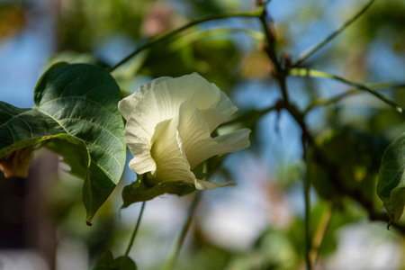 Cotton flower at traditional weaving at the Wat Nong Bua Museum in Wang Pha Village in Province of...