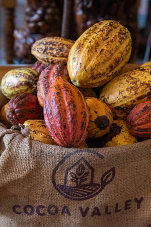 Cocoa Beans at Chocolate Factory of Cocoa Valley in Pua Town in Province of Nan in North Thailand. Thailand, Pua, November, 18, 2024.のeditorial素材