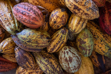 Cocoa Beans at Chocolate Factory of Cocoa Valley in Pua Town in Province of Nan in North Thailand....