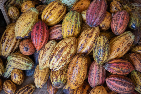 Cocoa Beans at Chocolate Factory of Cocoa Valley in Pua Town in Province of Nan in North Thailand. Thailand, Pua, November, 18, 2024.のeditorial素材