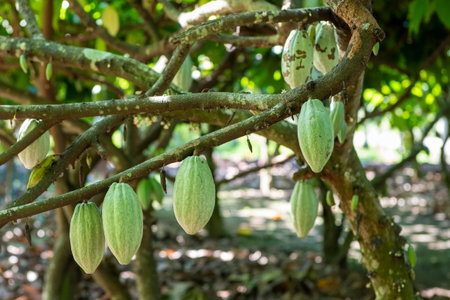 Cocoa Beans at Plantations of Cocoa Valley in Pua Town in Province of Nan in North Thailand. Thailand, Pua, November, 19, 2024.