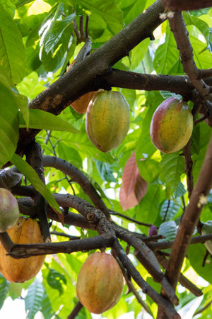 Cocoa Beans at Plantations of Cocoa Valley in Pua Town in Province of Nan in North Thailand. Thailand, Pua, November, 19, 2024.のeditorial素材