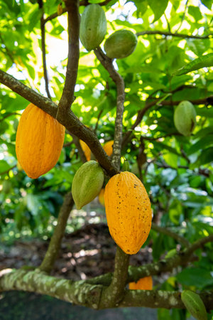 Cocoa Beans at Plantations of Cocoa Valley in Pua Town in Province of Nan in North Thailand. Thailand, Pua, November, 19, 2024.のeditorial素材