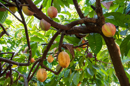 Cocoa Beans at Plantations of Cocoa Valley in Pua Town in Province of Nan in North Thailand. Thailand, Pua, November, 19, 2024.のeditorial素材