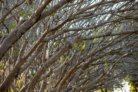 Plumeria Trees Tunnel in the City of Nan in Province of Nan in North Thailand. Thailand, Nan, November, 15, 2024.のeditorial素材