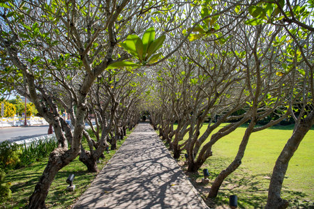 Plumeria Trees Tunnel in the City of Nan in Province of Nan in North Thailand. Thailand, Nan, November, 15, 2024.のeditorial素材