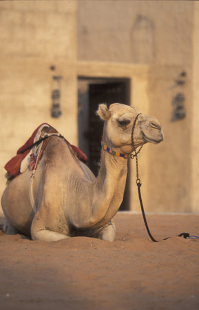 a camel at the Dubai Museum in the city of Dubai in the Arab Emirates. UAE, Dubai, October, 1, 2004のeditorial素材
