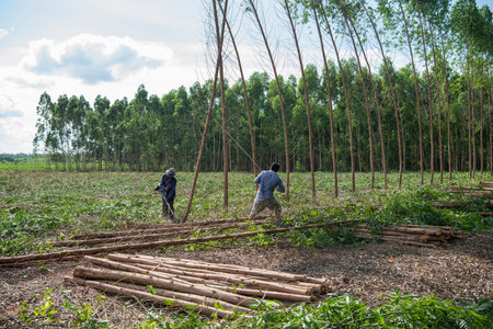 People cut high-quality eucalyptus woods to produce paper in the Province of Sa Kaeo in Thailand. Thailand, Sa Kaeo, November, 13, 2025のeditorial素材