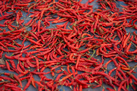 Red Chili Pepper drying at sun in the Ban Khlong Yang Village in the Province of Sa Kaeo in...