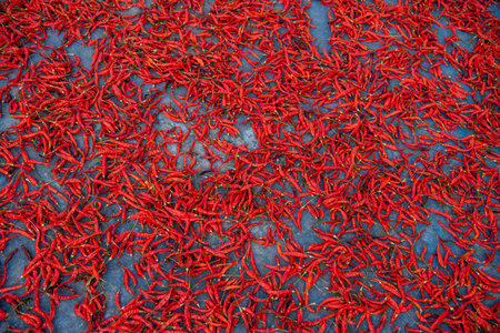 Red Chili Pepper drying at sun in the Ban Khlong Yang Village in the Province of Sa Kaeo in...